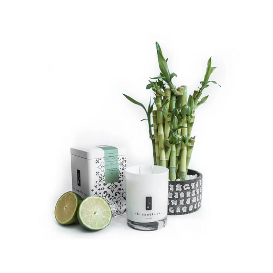 Meditation - Bamboo Amber and Aloe Candle